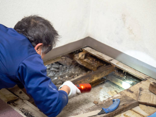 Best Mold Removal Company Near Me  in Black Rock, NM