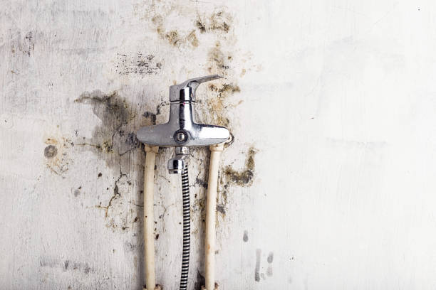 Best Mold Cleaning Services  in Black Rock, NM
