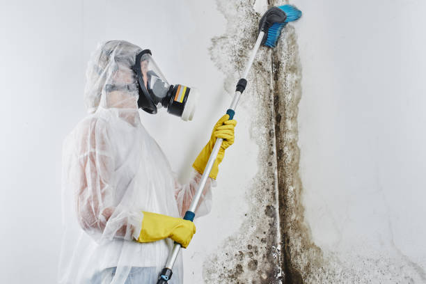 Best Crawl Space Mold Removal  in Black Rock, NM