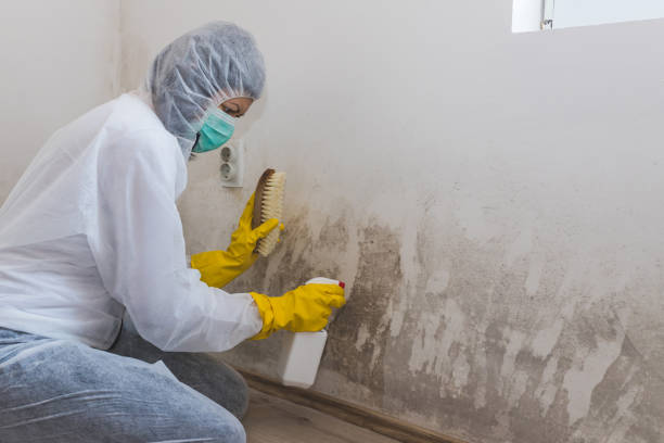 Best Toxic Mold Removal  in Black Rock, NM