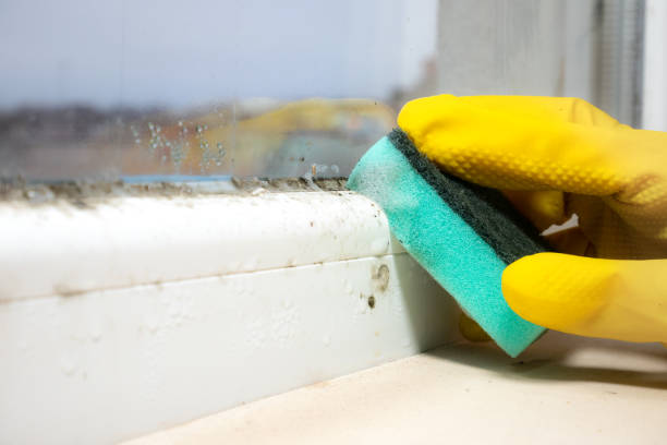 Best Emergency Mold Removal  in Black Rock, NM