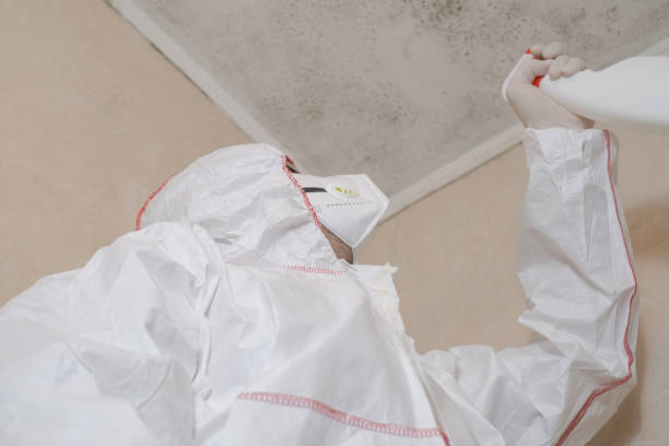 Best Commercial Mold Removal  in Black Rock, NM