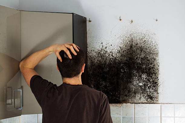 Trusted Black Rock, NM Mold Removal Experts