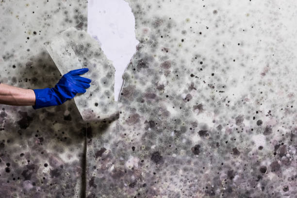 Best Mold Testing  in Black Rock, NM