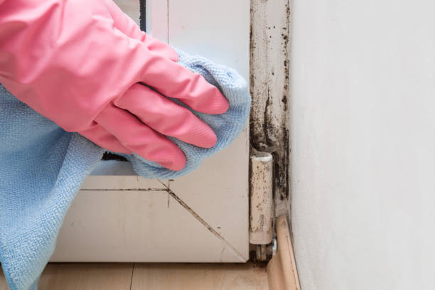 Best Toxic Mold Removal  in Black Rock, NM